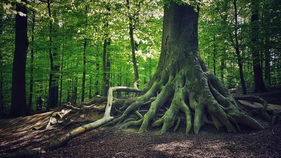 Large tree in forest